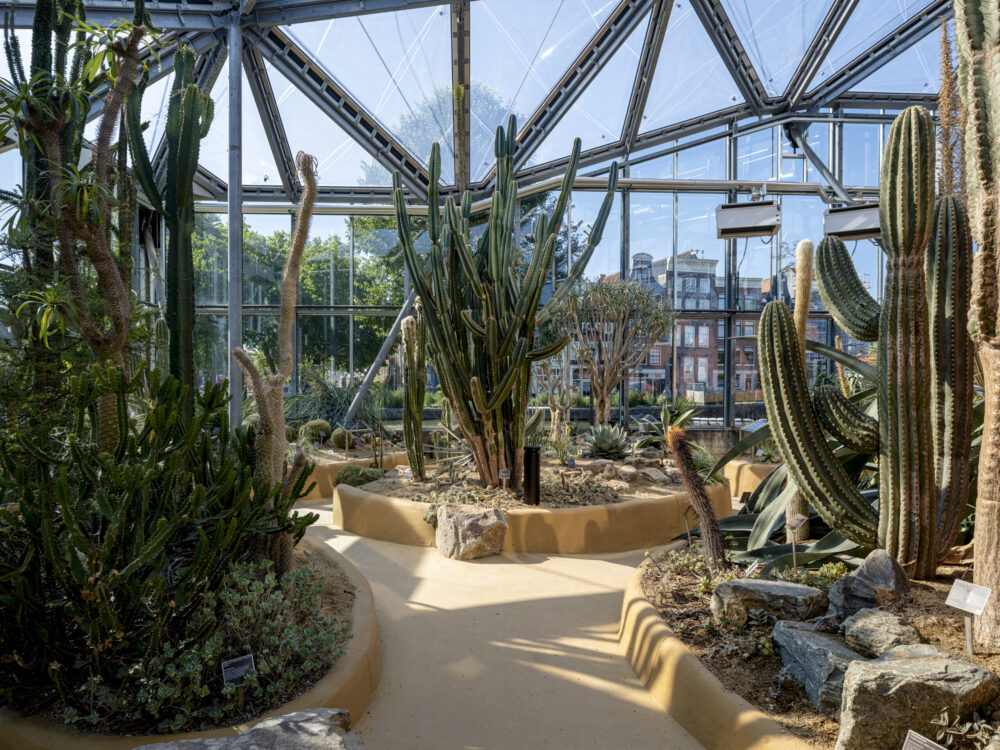 Renovatie klimatenkas Hortus Botanicus Amsterdam met verduurzaming en creatieve oplossingen. Cactussen.